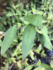 Ruellia squarrosa