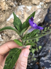 Ruellia squarrosa