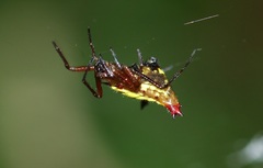 Micrathena duodecimspinosa