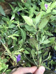 Ruellia squarrosa
