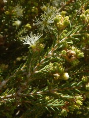 Melaleuca brevifolia