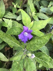 Ruellia squarrosa
