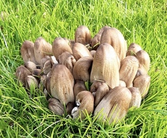 Coprinopsis atramentaria