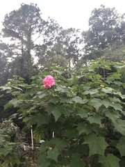 Hibiscus mutabilis