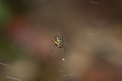 Micrathena duodecimspinosa