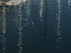 Aechmophorus occidentalis