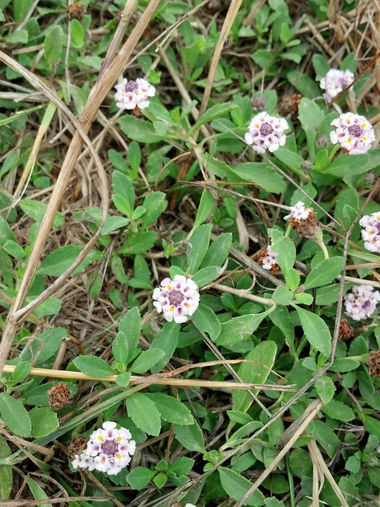 turkey tangle frogfruit (Black Mountain Nature Plants) ?? iNaturalist