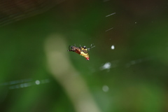Micrathena duodecimspinosa