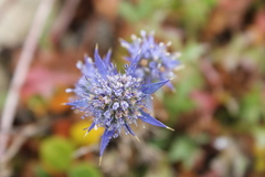 Eryngium dilatatum