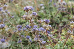 Eryngium dilatatum