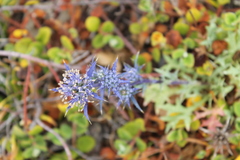 Eryngium dilatatum