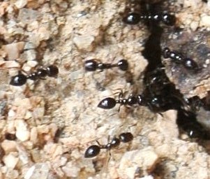 Monomorium