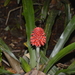 Ronnbergia veitchii - Photo 由 Angel Mario Hualpa Erazo 所上傳的 (c) Angel Mario Hualpa Erazo，保留部份權利CC BY-NC