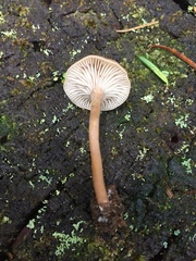 Pseudoomphalina