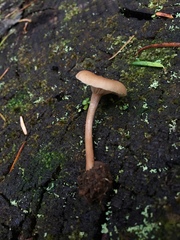 Pseudoomphalina
