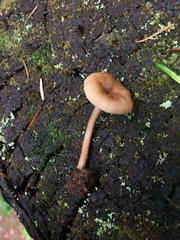 Pseudoomphalina