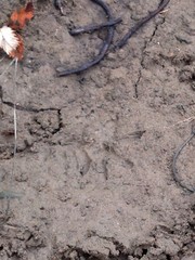 Didelphis virginiana