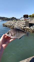 Hyperprosopon argenteum