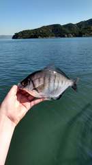 Hyperprosopon argenteum