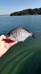 Hyperprosopon argenteum