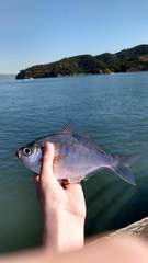 Hyperprosopon argenteum