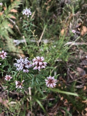 Grevillea sphacelata