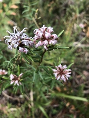 Grevillea sphacelata