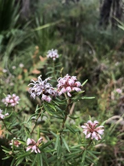 Grevillea sphacelata
