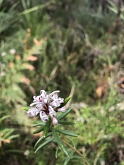 Grevillea sphacelata
