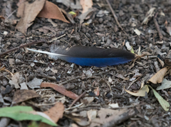 Platycercus adscitus