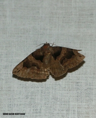 Bastilla simillima