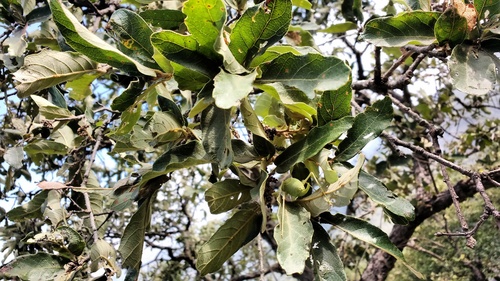 Quercus clivicola