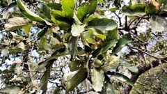 Quercus clivicola