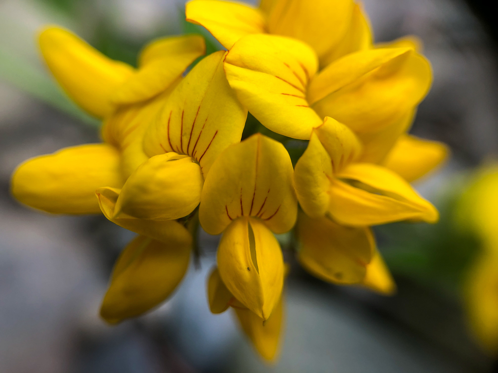 stalked bird's-foot trefoil (Lacamas Prairie Non-Native Species ...