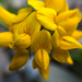 Lotus uliginosus - Photo (c) Jason Headley, algunos derechos reservados (CC BY-NC)
