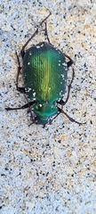 Calosoma schayeri