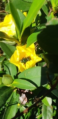 Xylocopa aerata