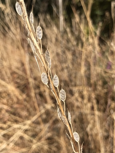 Pilkoji miltinaitė nuotrauka