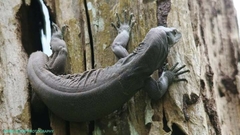 Varanidae