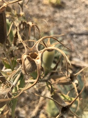 Mentzelia laevicaulis