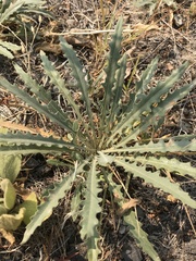 Mentzelia laevicaulis