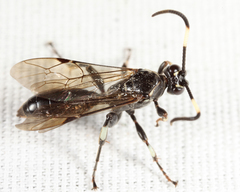 Cratichneumon sublatus