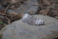 Hamadryas iphthime joannae