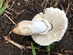 Leucoagaricus