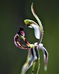 Caladenia barbarossa