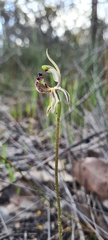 Caladenia barbarossa