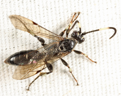 Cratichneumon sublatus
