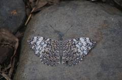 Hamadryas iphthime joannae