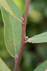 Asimina reticulata