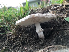 Leucoagaricus